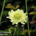 Cephalaria tchihatchewii - Plathoofd