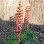 Lupinus WEST COUNTRY 'Gladiator´ - Lupine