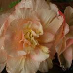 Begonia odorata 'Splendide Apricot' - Hangbegonia