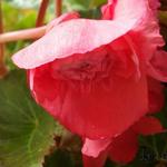 Begonia odorata 'Pink Delight' - Hangbegonia