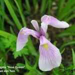 Iris laevigata 'Rose Queen ' - Japanse iris