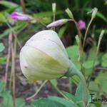 Platycodon grandiflorus 'Astra White' - Ballonplant