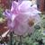 Aquilegia vulgaris var. flore-pleno 'Pink Bonnets'