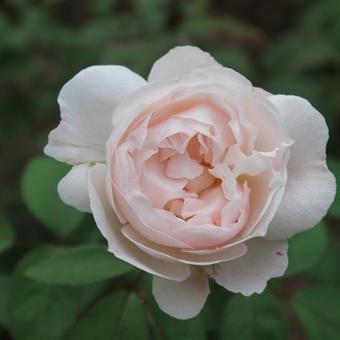 Rosa 'Winchester Cathedral'