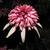 Echinacea purpurea 'Strawberry Shortcake'