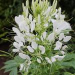 Cleome spinosa - Cleome spinosa - Kattensnor