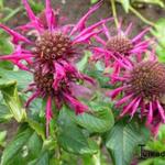 Monarda 'Donnerwolke' - Bergamotplant