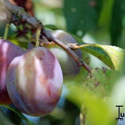 Pruimelaar - Prunus domestica 'Altesse Double'