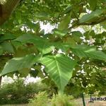 Acer capillipes - Slangenhuidesdoorn