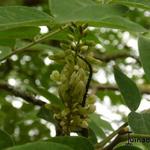 Styphnolobium japonicum - Honingboom