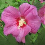 Hibiscus syriacus 'Russian Violet' - Althaeastruik