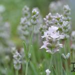 Lavandula angustifolia 'Aromatico Silver Improved' - Engelse lavendel