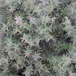 Leptospermum scoparium 'Charmer' - Theeplant