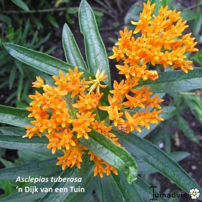 Zijdeplant - Asclepias tuberosa