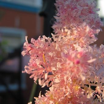 Astilbe x arendsii