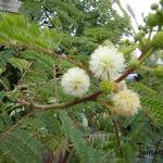 Leucaena leucocephala - Witte mimosa