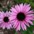 Echinacea purpurea 'Profusion'