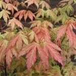 Acer palmatum 'Wilson's Pink Dwarf' - Japanse esdoorn