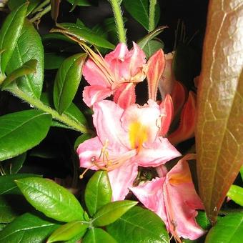Rhododendron  'Bouquet de Flore'