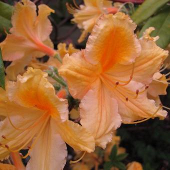 Rhododendron 'Oriental Queen'