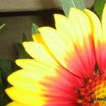 Gaillardia aristata 'SUNBURST Yellow With Red' - Kokardebloem