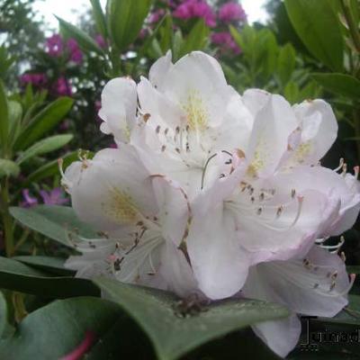 Rododendron - Rhododendron  'Gomer Waterer'