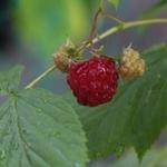 Rubus idaeus - Framboos