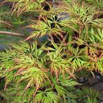 Acer palmatum 'Emerald Lace' - Japanse esdoorn