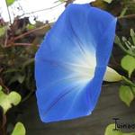 Ipomoea tricolor 'Heavenly Blue' - Blauwe winde