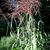 Calamagrostis x acutiflora 'Overdam'