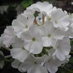 Phlox paniculata 'White FLAME' - Vlambloem, floks