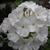 Phlox paniculata 'White FLAME'