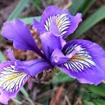 Iris douglasiana - Douglas iris