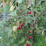 Prunus cerasus - Kriekenboom, Zure kers