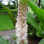 Eucomis comosa - Kuiflelie/ ananasplant