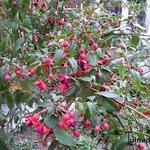 Fuchsia 'Lady Boothby' - Bellenplant, leifuchsia