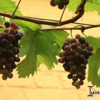 Vitis vinifera 'Frankenthaler' - Druif