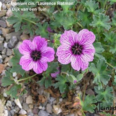 Ooievaarsbek - Geranium cinereum 'Laurence Flatman'