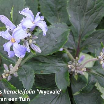 Clematis heracleifolia 'Wyevale'