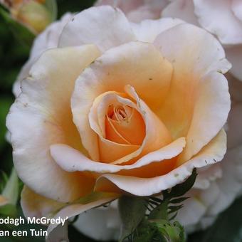 Rosa 'Clodagh McGredy'