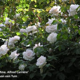 Rosa 'Mme. Alfred Carriere'