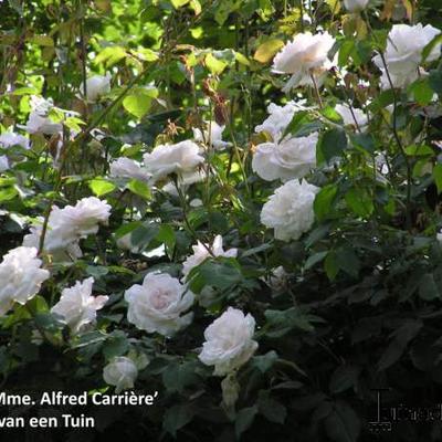 Roos, Klimroos - Rosa 'Mme. Alfred Carriere'