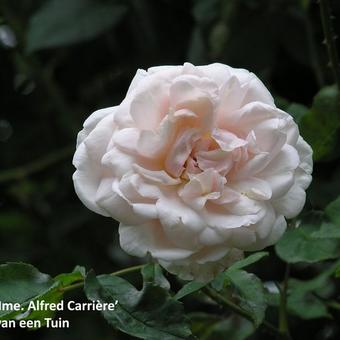 Rosa 'Mme. Alfred Carriere'