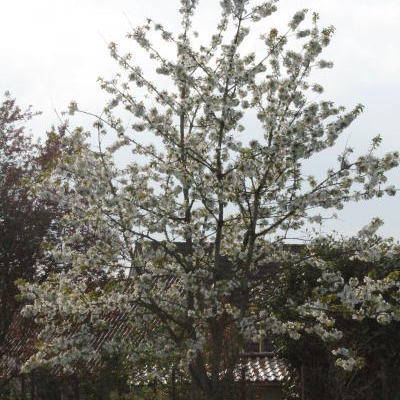 Kerselaar, Kersenboom - Prunus avium 'Early Rivers'