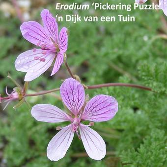 Erodium 'Pickering Puzzle'