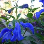 Salvia patens 'Oxford Blue' - Mexicaanse salie