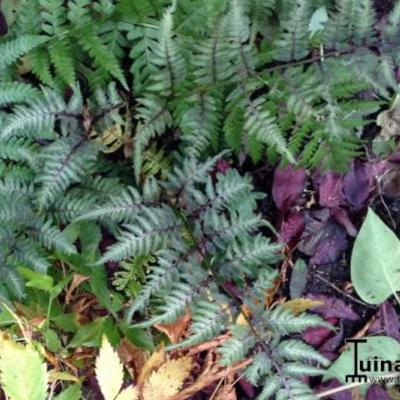 Japanse regenboog - Athyrium niponicum var. pictum 'Pewter Lace'