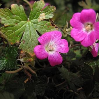 Geranium x oxonianum 'Orkney Cherry'