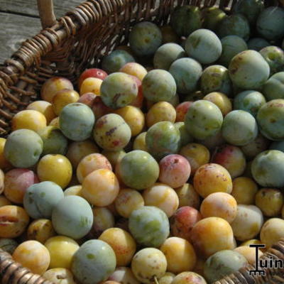 Pruimelaar - Prunus domestica 'Mirabelle de Nancy'