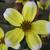 Bidens aurea 'Hannay's Lemon Drop'